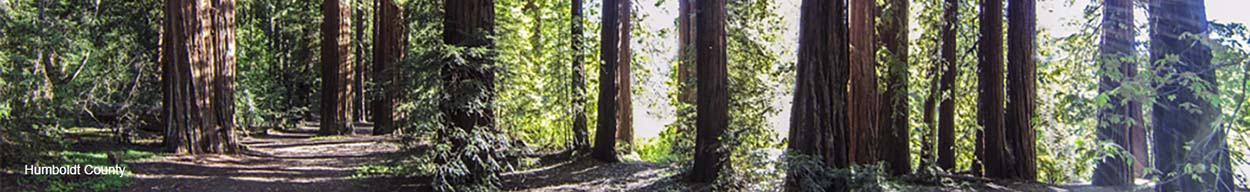 Banner Image of Humboldt County Forest