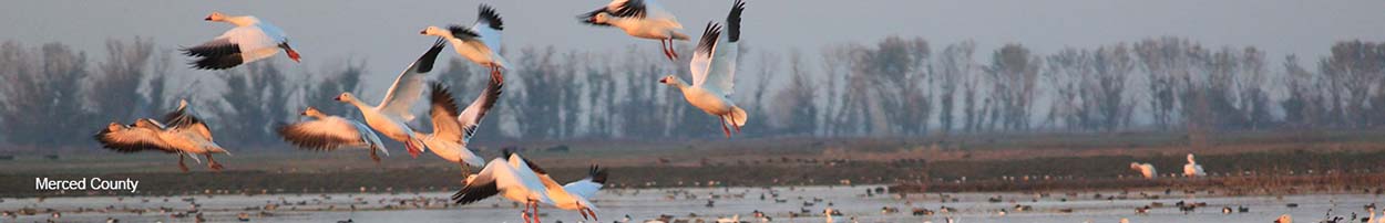 Banner Image of Merced County Geese.