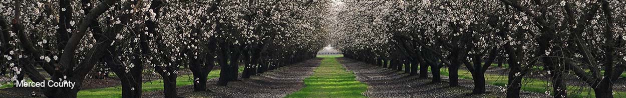 Banner Image of Merced County Orchards.