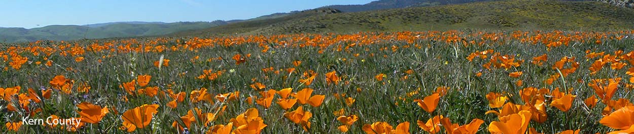 Banner Image of California Poppies Kern County