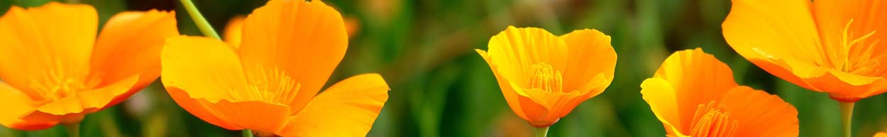 Banner Image of California Poppies 